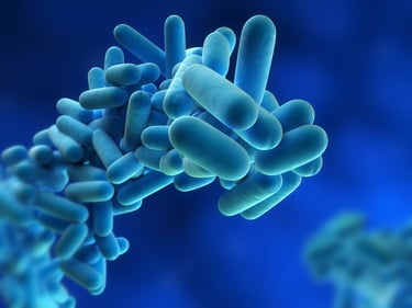 Legionella-bacteria
